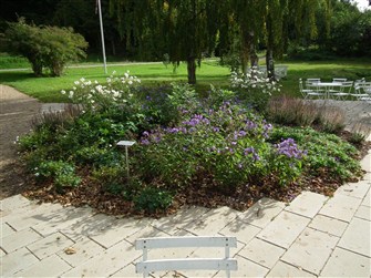 Phlox og Høstanemoner i blomst