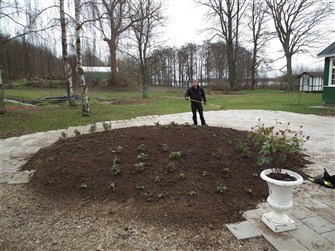 Henning med riven, efter tilplantningen
