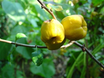Chaenomeles (nordisk citrontræ)