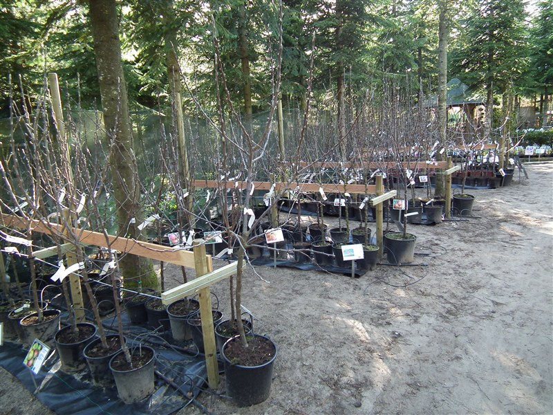 billede fra vores frugttræes afdeling i det tidlige forår