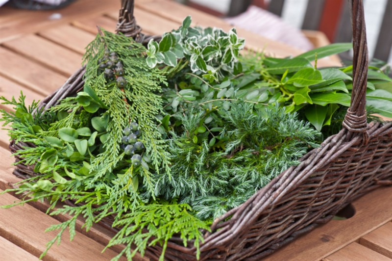 Derfor skal du plante vintergrønne
