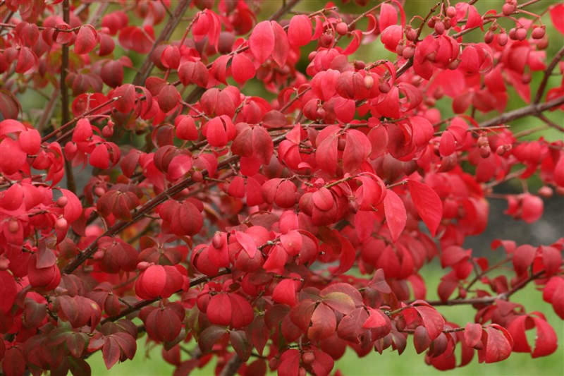 Efterårets gyldne farver    
Vinget benved har et fabelagtig rødt efterårsløv